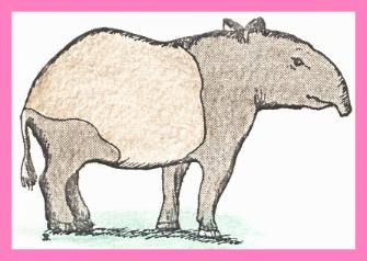 /user/tapir.JPG