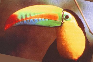 /user/tucan1.JPG