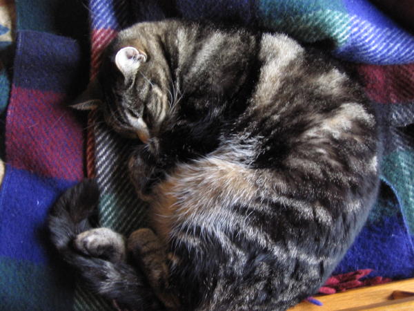 kitty