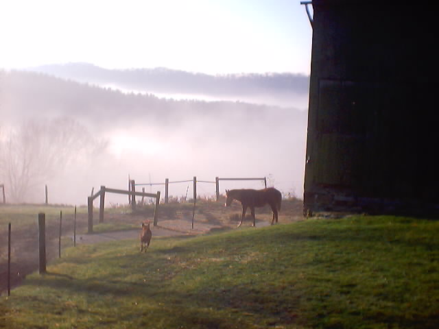 Gracie is a yearling quarterhorse mare. She gets along great with Dodger.