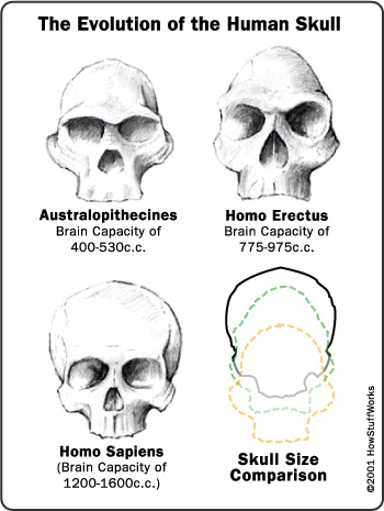 evolution of the skull