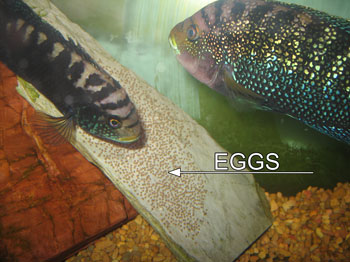 Jack dempsey on sale fry care