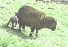 wild beasts