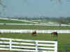 13d_horsepark012.jpg (50841 bytes)