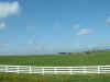 2_lexington003.JPG (30749 bytes)