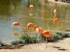4_busch_garden010.JPG (127785 bytes)