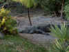 4_busch_garden042.JPG (138225 bytes)