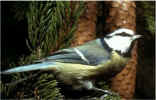 Bird_1.jpg (18610 bytes)