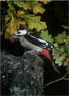 Bird_2.jpg (21154 bytes)