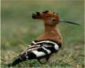 Bird_3.jpg (18882 bytes)