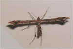 Bug 1.jpg (21034 bytes)
