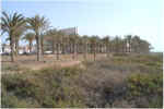 Palm Walk 3.jpg (52569 bytes)