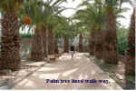 Tree_Walk.jpg (33366 bytes)