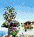 Dragon Tree at Icod