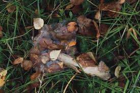 decomposition