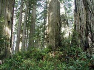 forest