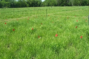 grassland