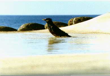 Beach.....
