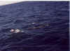 birds.jpg (60537 bytes)