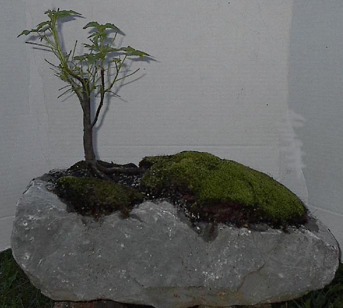 Jack's Bargain Bonsai