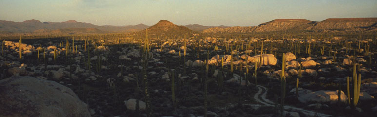 desert landscape
