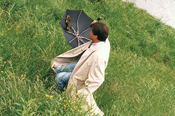 An umbrella full of birds