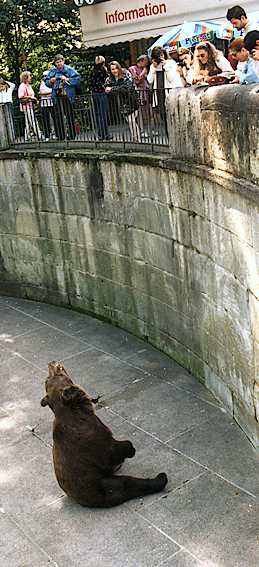 A bear in the Graben