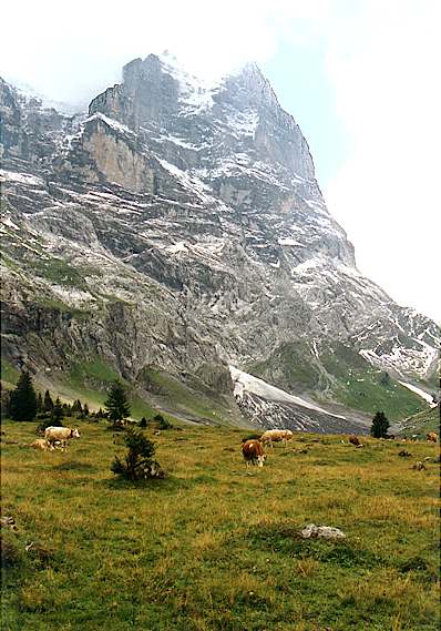 Wetterhorn
