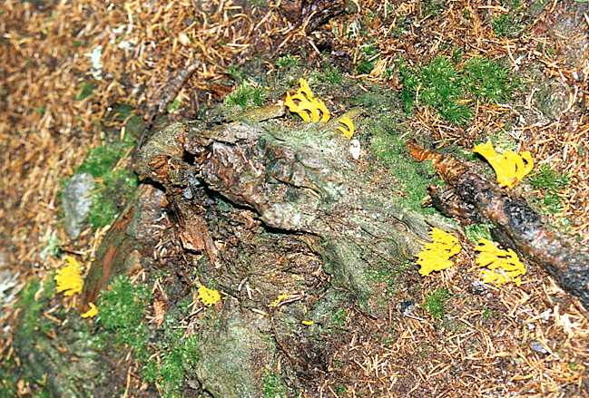Moss and fungi