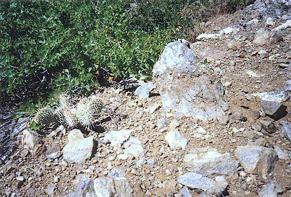 Cactus