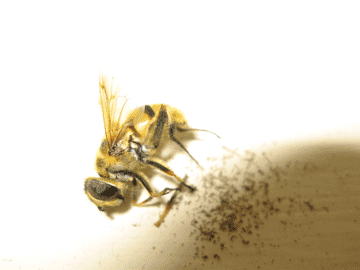 Dead Wasp