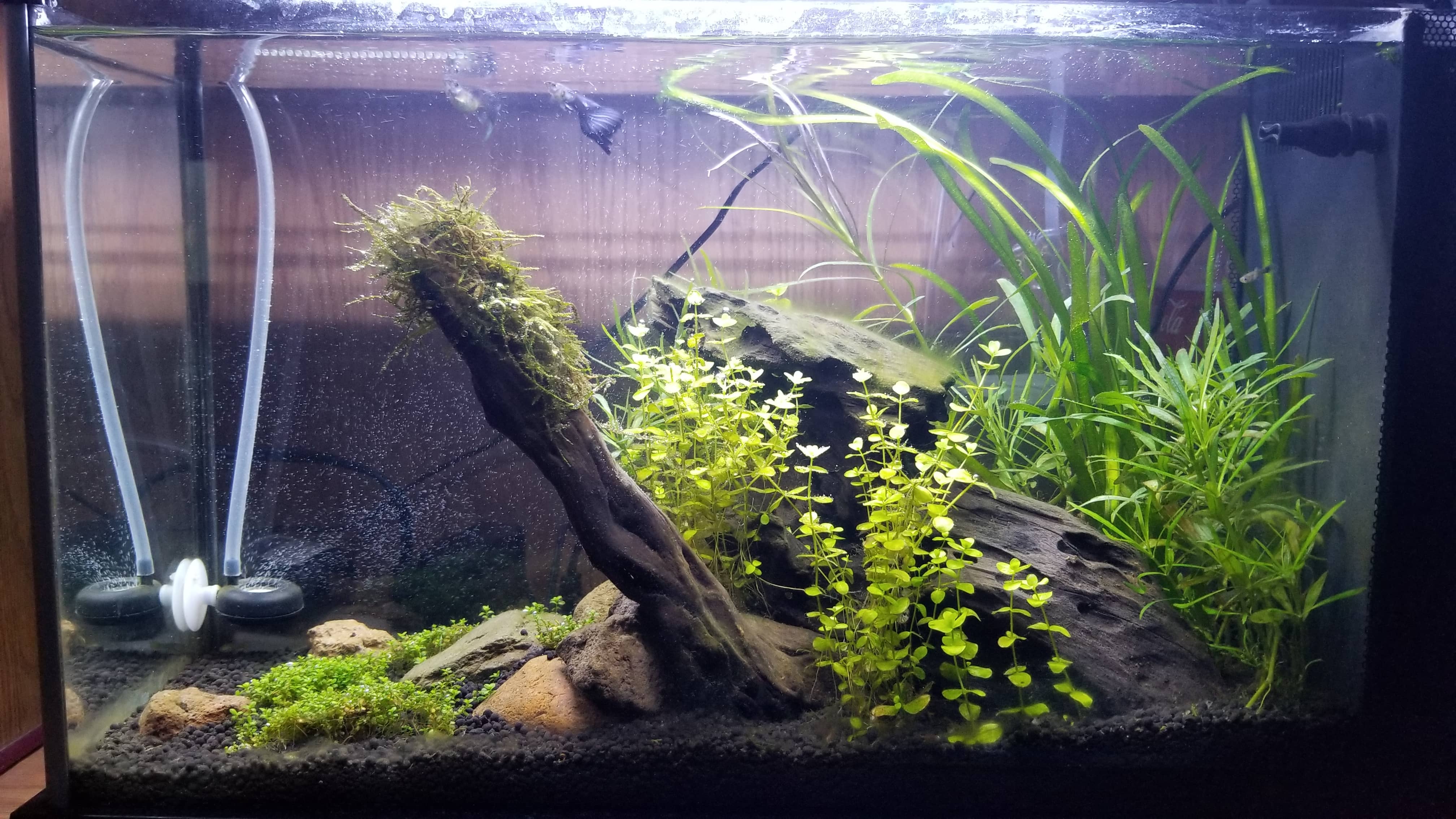 aqurium using wood in it