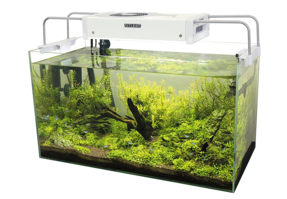 planted aquarium