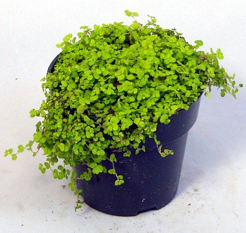 a plant called Drawf Baby Tears