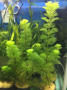 plant called Cabomba Aquatica