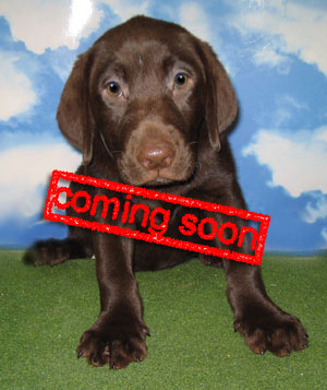 Lab Coming soon