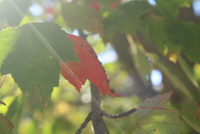 a leaf