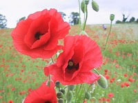 Bereavement Poppies