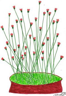 Dabbah Flowers
