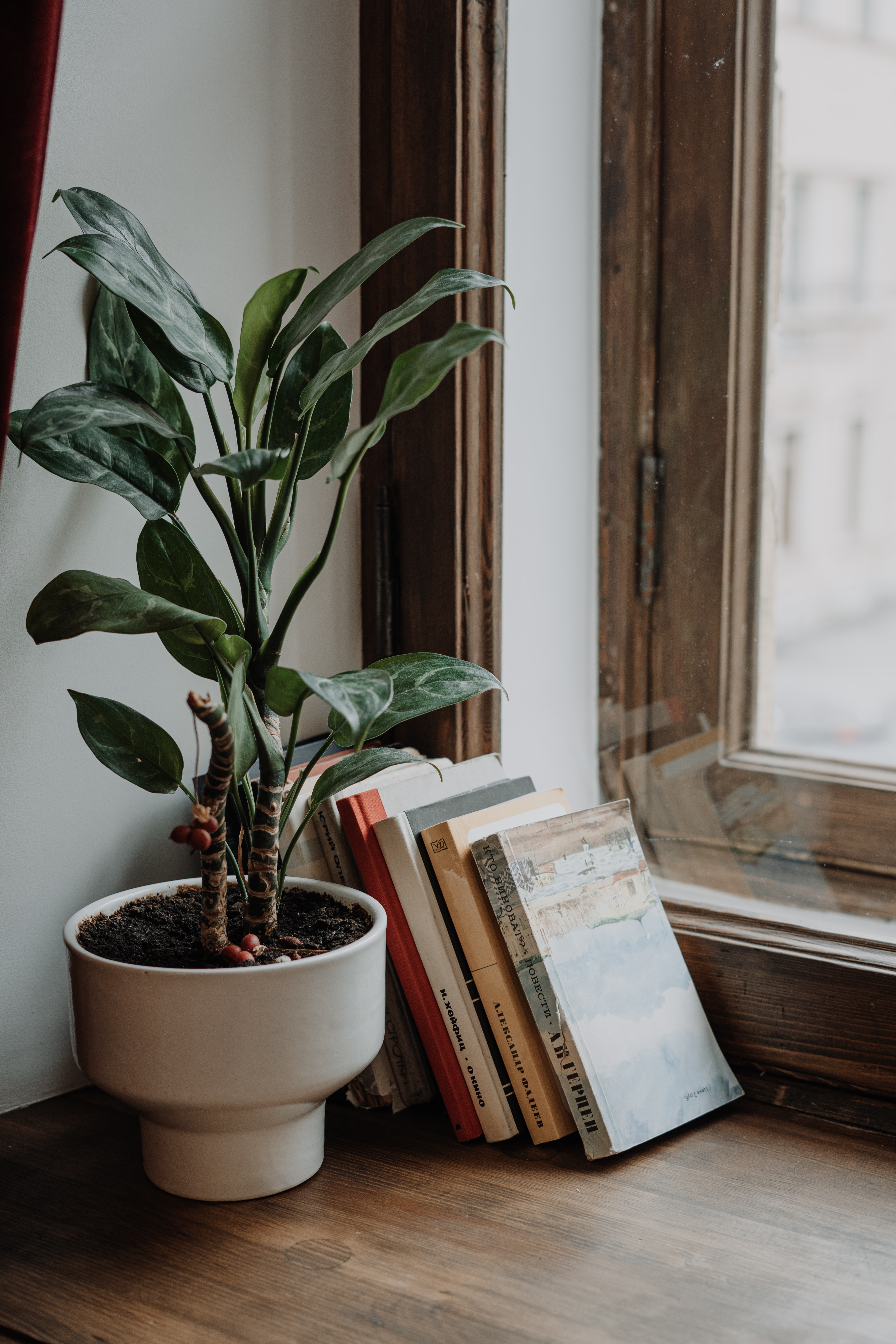 stack of books next to houseplant