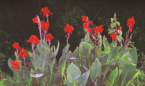 Canna Flowers