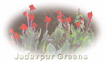 Jadavpur Greens -  against Pollution, Destruction of Habitable Environment and Civic Anarchy. Please CLICK to ENTER.
