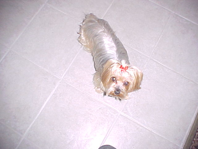 Silky Terrier