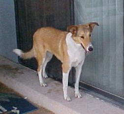 Smooth coat collie