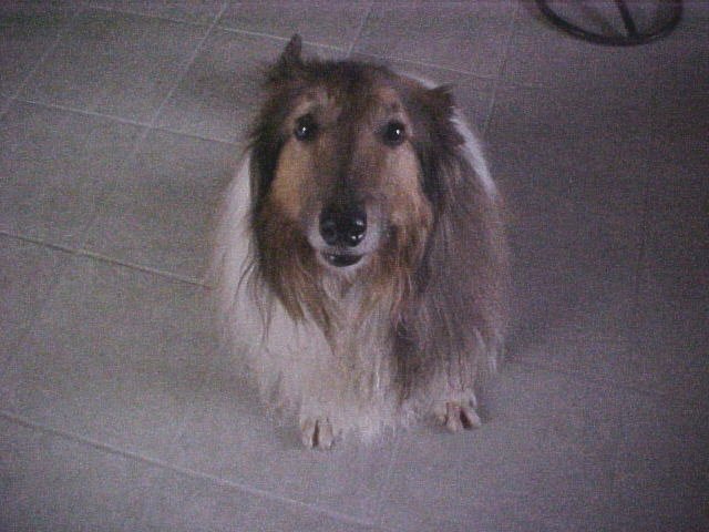 Collie