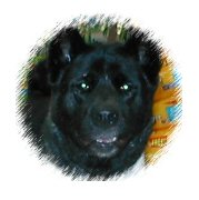 Hope my Akita, in loving memory