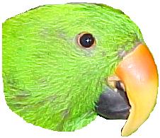 Jade the Las Vegas Eclectus parrot