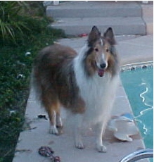 Collie
