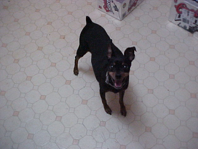 Miniature Pinscher
