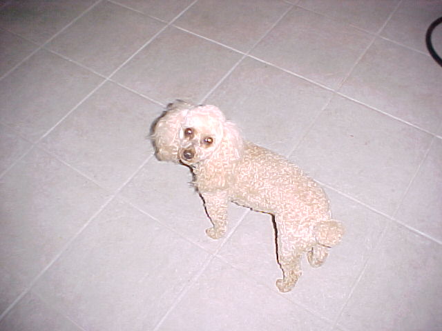 Poodle
